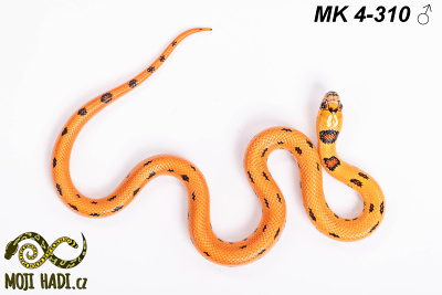 hadi na prodej, mládě, český chov hadů, odchov hadů, mojihadi.cz, Lampropeltis, mexcampb, magmaking, lampropeltis hybrid, lampropeltis mexicana, lampropeltis triangulum campbelli, special snakes, Mexican Kingsnake, Pueblan Milksnake, korálovka